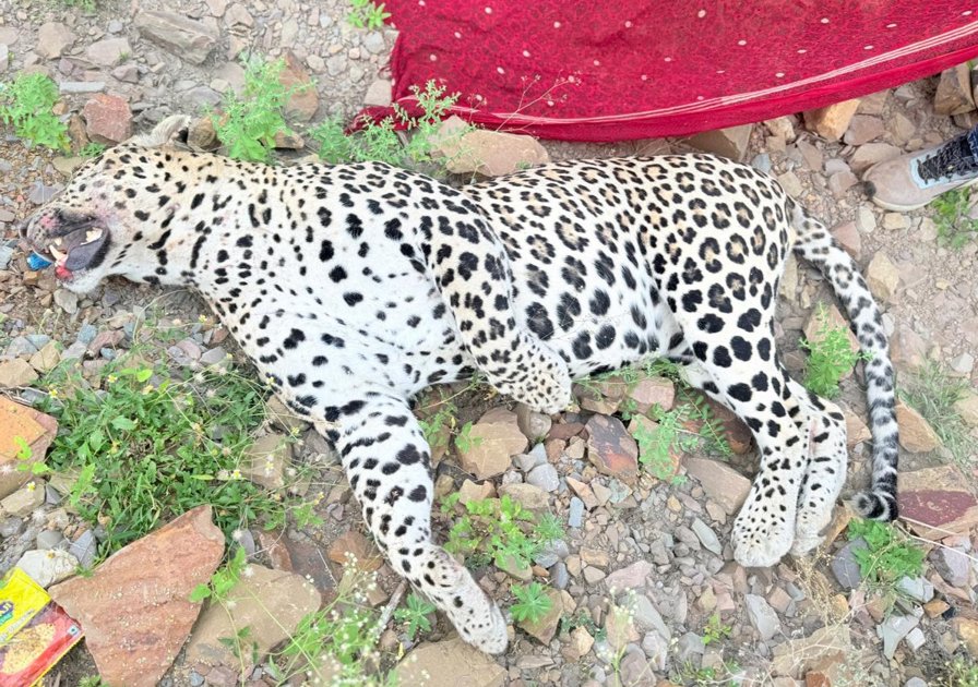 मेनाल-लाडपुरा के बीच सड़क पार करते समय हुआ हादसा